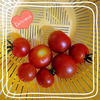 �v�`�g�}�g���n�B