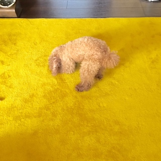 �����A��i�΁j