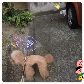 �L�Ƃ������ځB