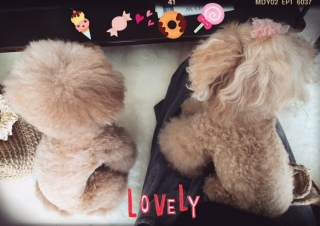 �J�����C