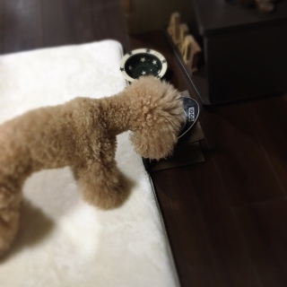 ���������A�H�ׂȂ������B