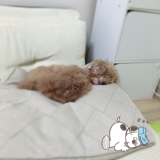 �X���X���B