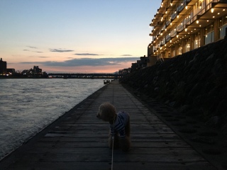 ���ǐ�U���B