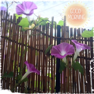 �A�T�K�I�܂��܂����C�I