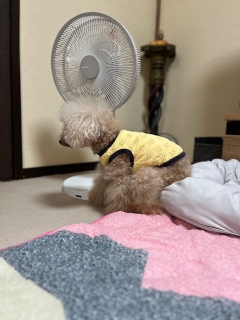 ւȍ