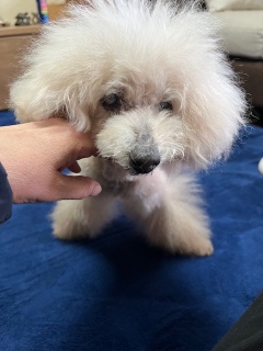 �V�����v�[