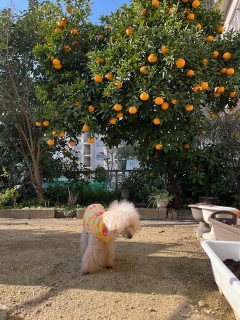 ���̕s���Ȃ݂���B