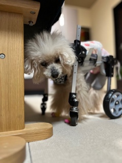 �s���~�܂�