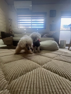 ��D���݂�[�����