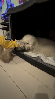 �A�����f