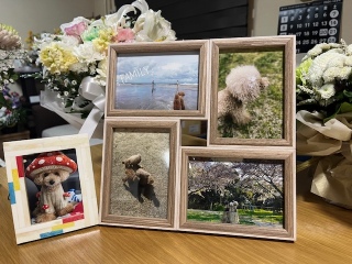 �v�����g