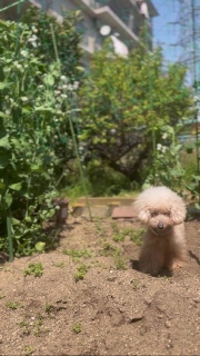 ���݌������B