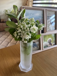 ������ɍ炢�Ă�Ԃ��B